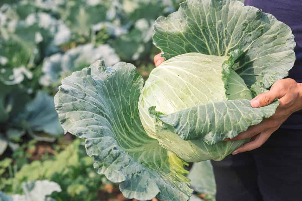 raccolta del cavolo.  nelle mani del cavolo verde.  Cavolo fresco dal campo agricolo.  Veduta delle piante di cavoli verdi.  Concetto di cibo vegetariano. Teste di maturazione del cavolo verde fresco che crescono in un'azienda agricola vegetale.