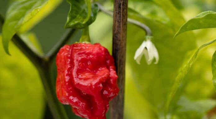 Pianta del peperoncino Carolina Reaper