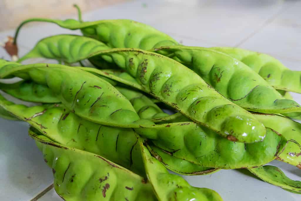 Crudo di petai o pete in latino Parkia speciosa.  Le piante di Pete crescono in Indonesia.  Zongchak è popolare nella cucina indiana e asiatica.  Prende i suoi nomi popolari, fagiolo puzzolente o fagiolo amaro, a causa del suo odore insolito.