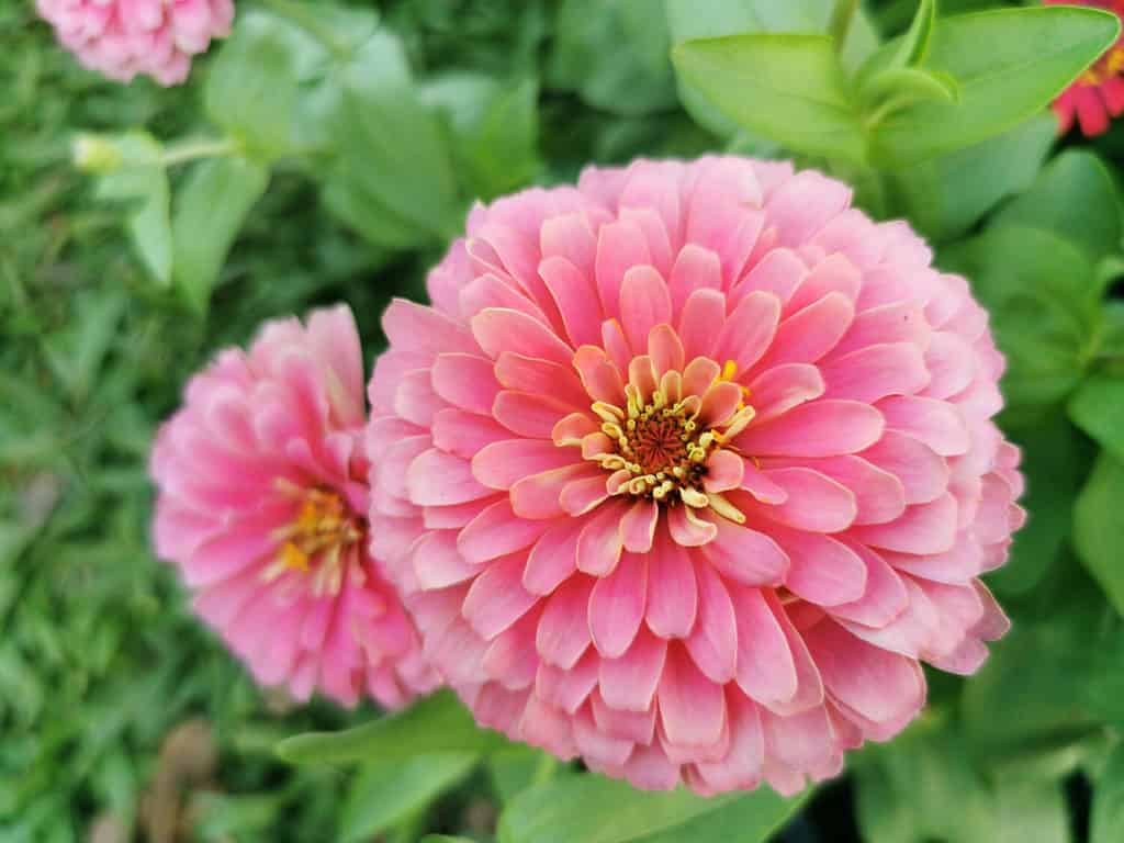 La zinnia​ è​ una​ pianta​ erbacea​ con​ fiori​ in​ molti​ colori​ come​ rosso​, rosa, bianco, arancione, viola. I fiori​ della zinnia​ vengono​ essiccati​ e​ macinati​​ una​ polvere​ per​ preparare​ il​ tè​