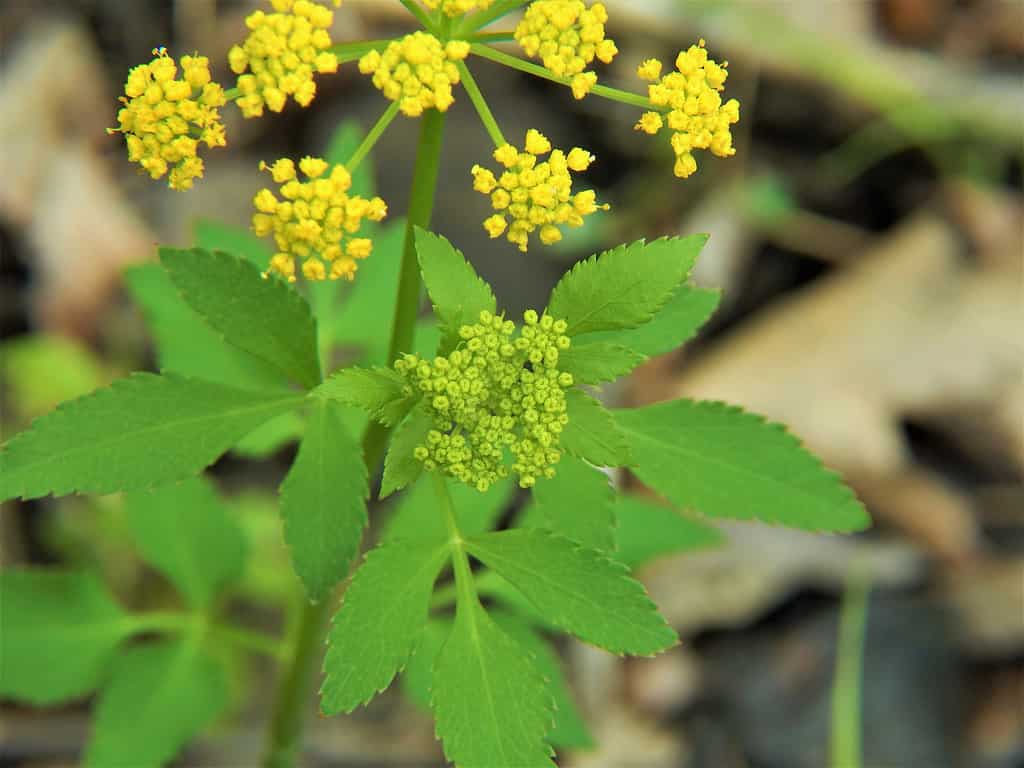 Boccioli di fiori di Golden Alexanders