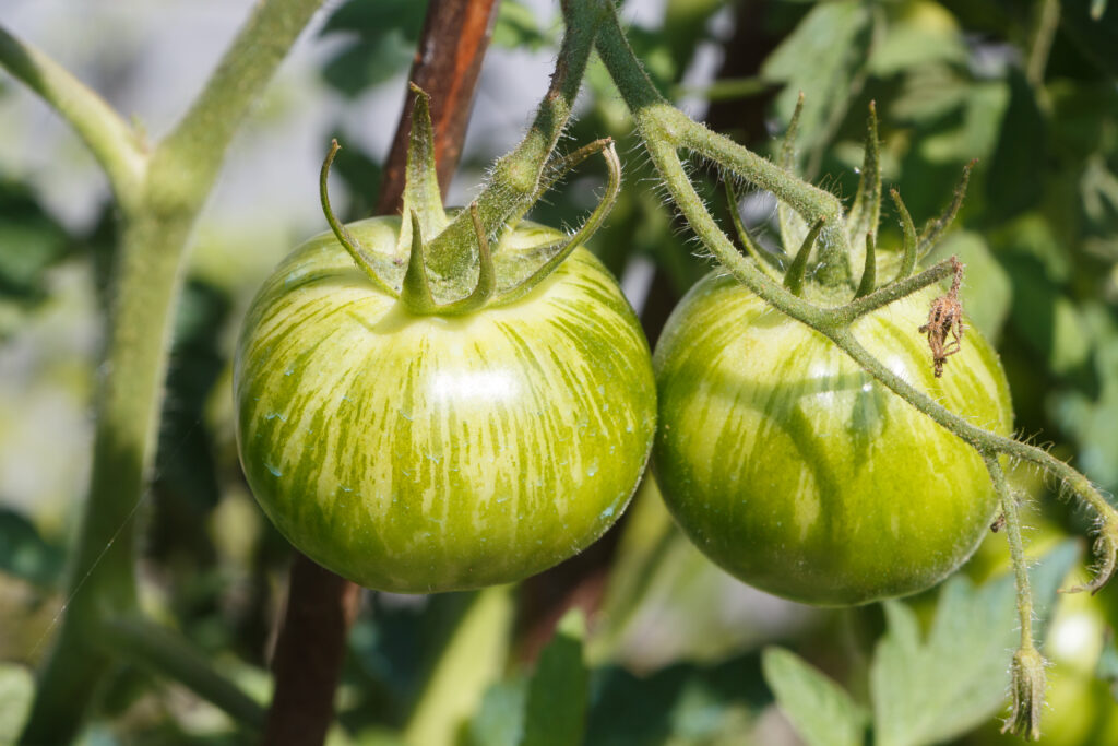 Il pomodoro zebrato è un ortaggio che inizia con Z.