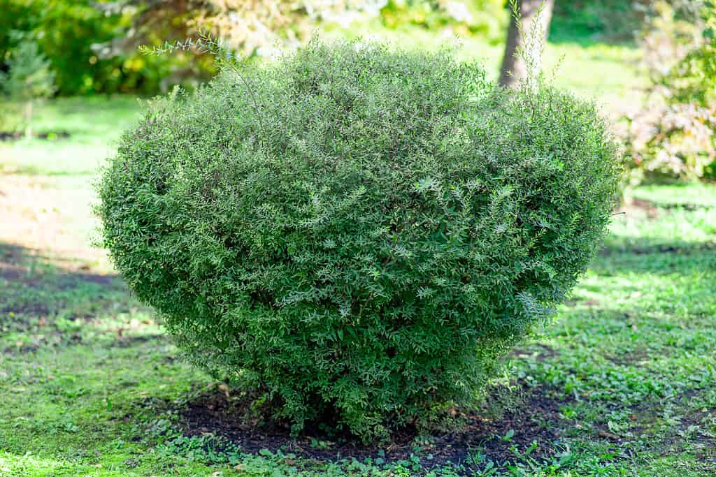 Bosso a foglia piccola.  Buxus microphylla.  Cespuglio verde tagliato in un giardino batanico.  progettazione del paesaggio.