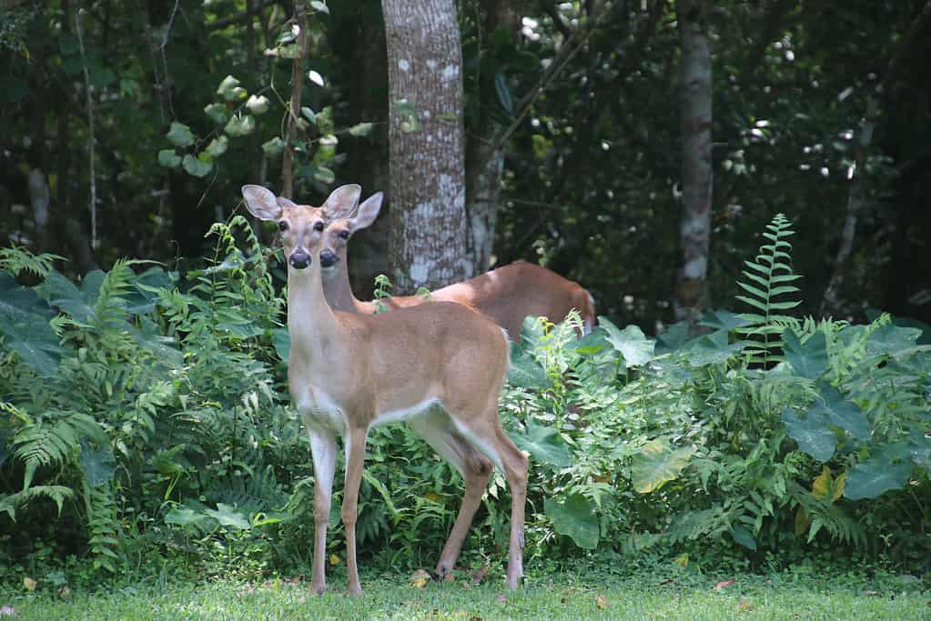 Cervi in ​​alberi e cespugli verdi