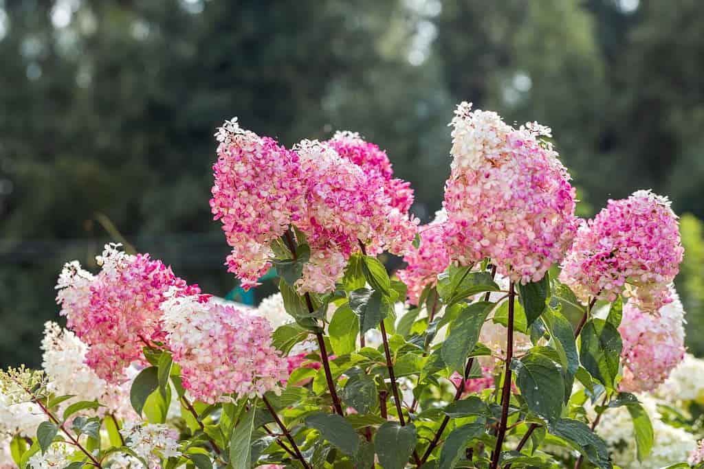 Hydrangea panicolata Vanille Fraise su uno stelo