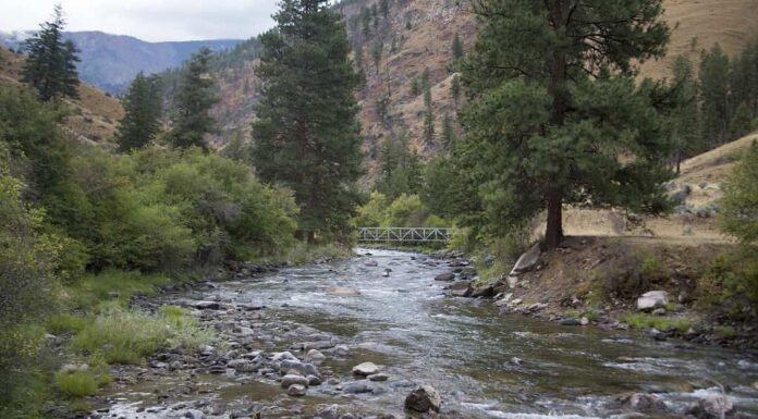 Salmon River, foresta nazionale Salmon-Challis