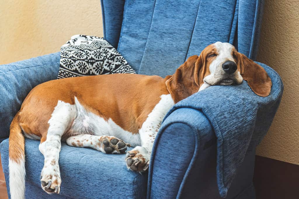 Dormire Basset Hound bianco e marrone sul divano