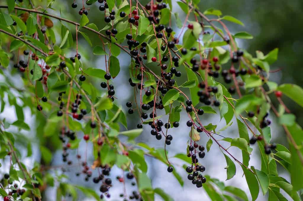Prunus padus rami di ciliegia di bagolaro con frutti neri e rossi appesi, foglie verdi alla luce del giorno autunnale, medicina di bacche a base di erbe