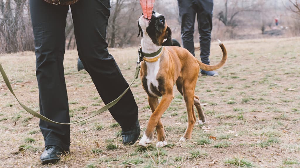 boxer di razza cane da addestramento.  Addestramento dei cani in città.  Avvicinamento