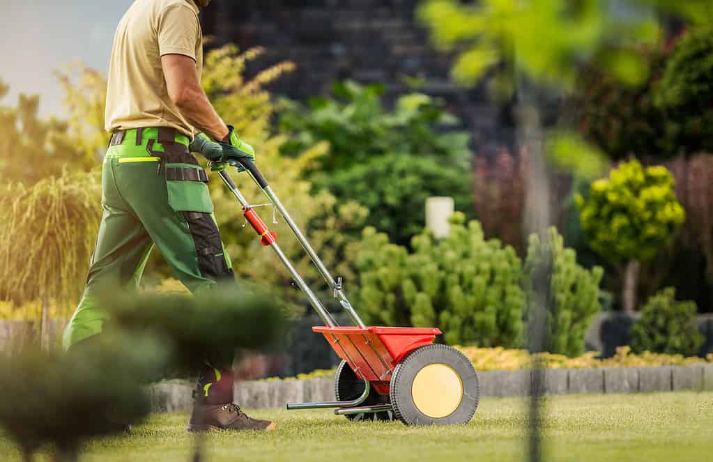 Giardiniere con spanditore a spinta che fertilizza il prato residenziale