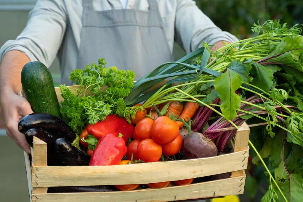 Le mani di un giovane agricoltore tengono una scatola di verdure biologiche in piedi nel giardino