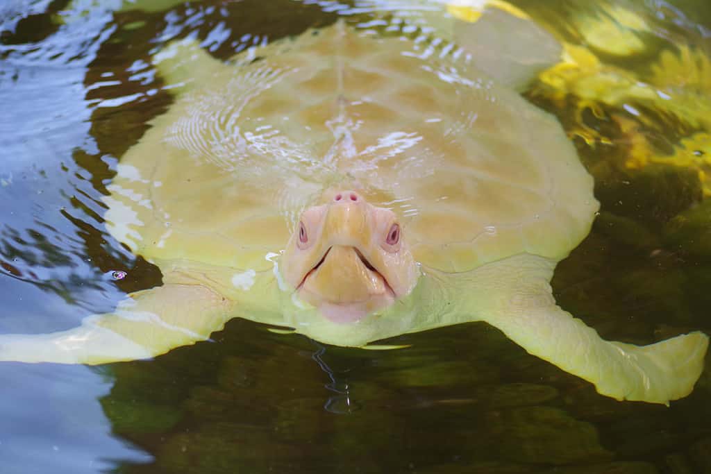 Tartaruga marina albina all'ombra per evitare scottature sul guscio della tartaruga