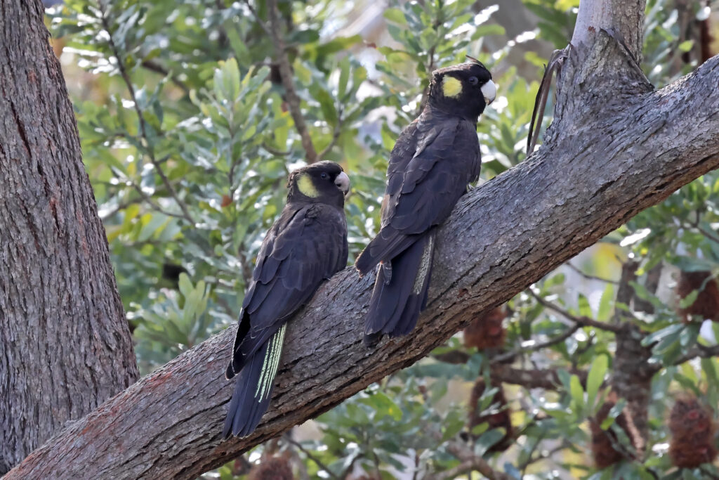 Cacatua nero dalla coda gialla