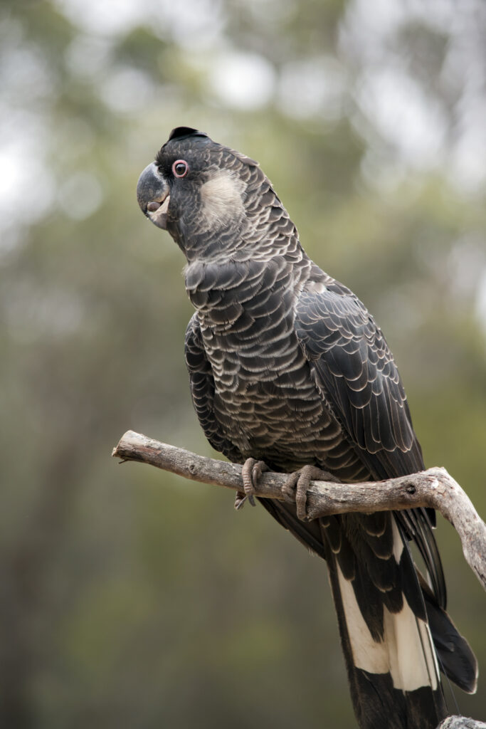 il cacatua nero dalla coda bianca è su un trespolo