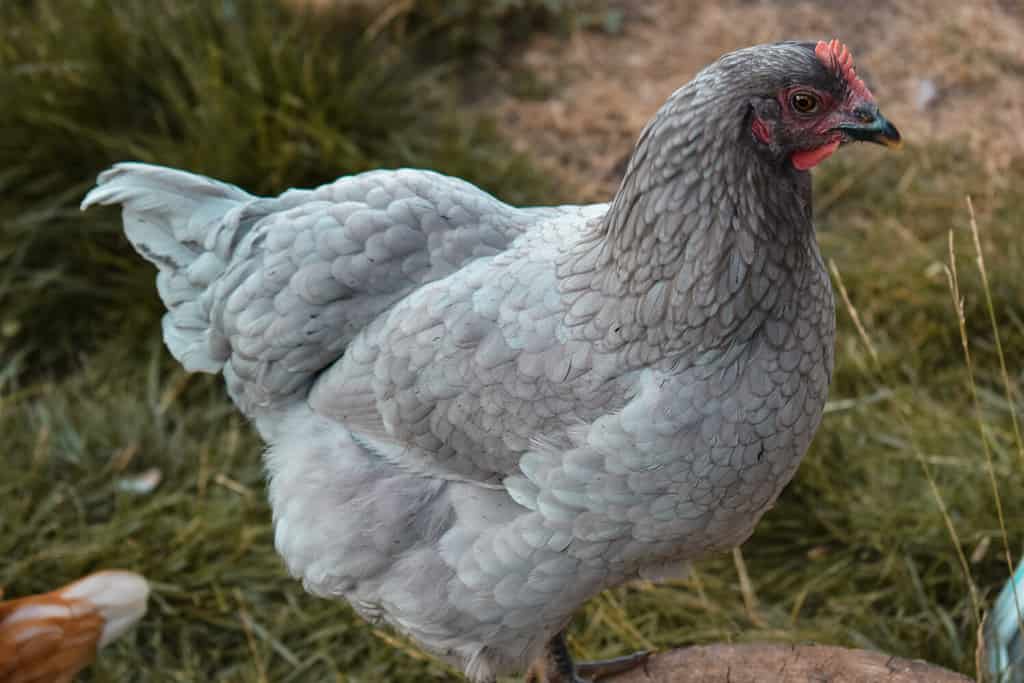 Giovane gallina gigante del Jersey sull'erba