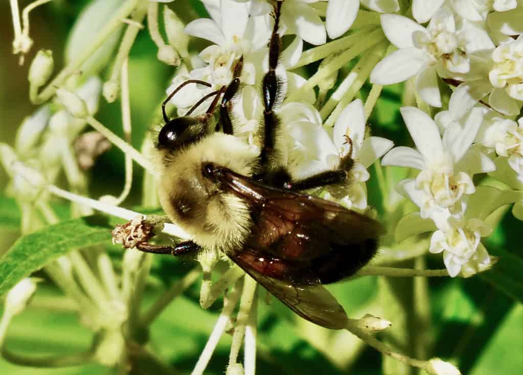 MACRO DI BUMBLEBEE CON PEZZI ARRUGGINITI - SU ELEGANTI FIORI BIANCHI SELVATICI