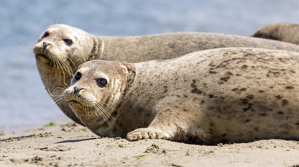 Allerta le foche del porto che guardano la telecamera rilevando il pericolo e sono pronte a tuffarsi in acqua.  Moss Landing, contea di Monterey, California, Stati Uniti.
