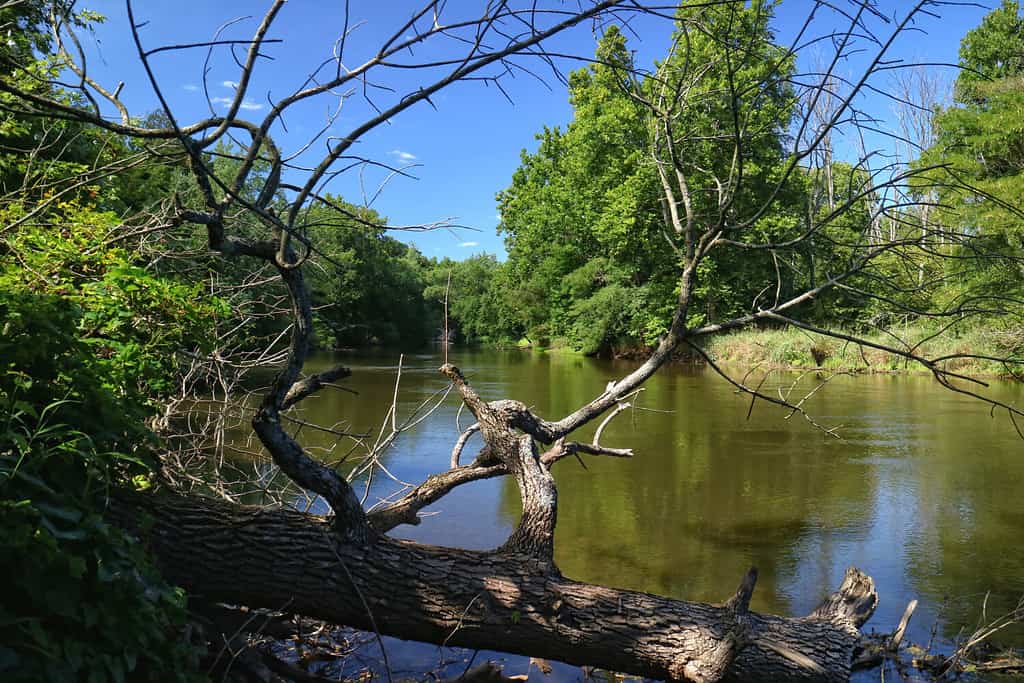 Questa immagine guarda il fiume Tippecanoe, attraverso i rami di un albero caduto, nel Tippecanoe River State Park in Indiana.