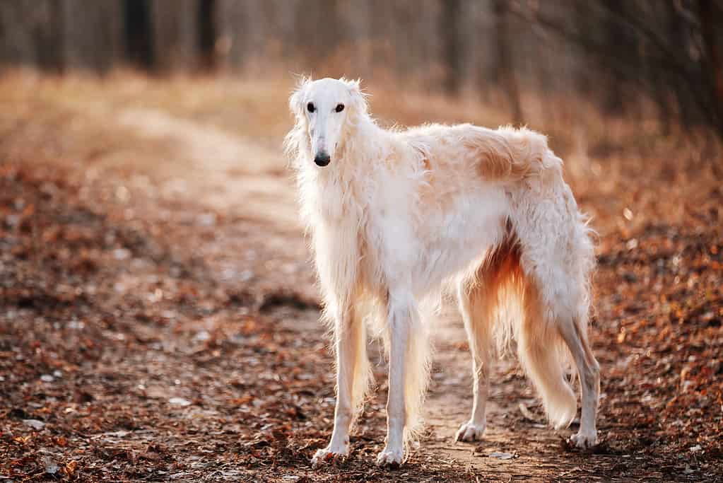 Cane russo Borzoi Wolfhound Head, all'aperto Primavera Autunno Tempo