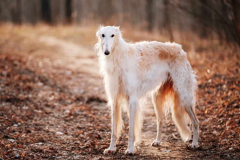 Un Borzoi ha le gambe lunghe e una testa piccola che lo collocano tra le prime scelte per i cani più brutti di Peanut.