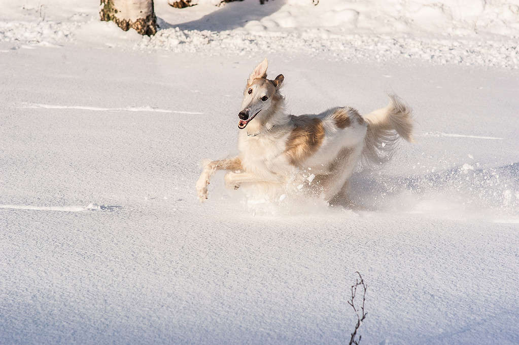 Cane Borzoi che corre nella neve profonda