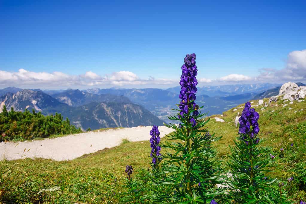 Wolfsbane rappresenta il male, il pericolo e la morte.