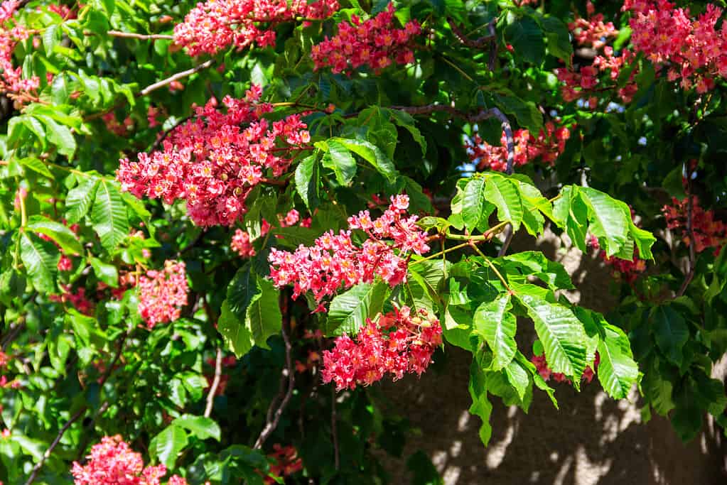 Ippocastano rosso in fiore (Aesculus carnea) in primavera