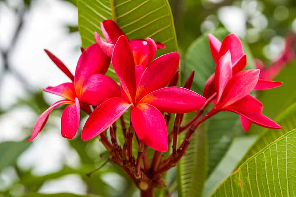 Primo piano della plumeria rossa dai colori vivaci nel giardino