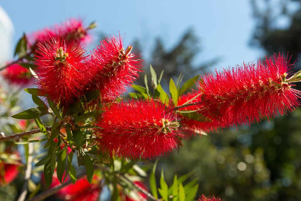 Primo piano del bellissimo fiore Callistemon citrinus (chiamato scovolino rosso).  Callistemon citrinus è originario dell'Australia.  Sfondi naturali, fiori, botanica e sfondi per carta da parati.  Orizzontale