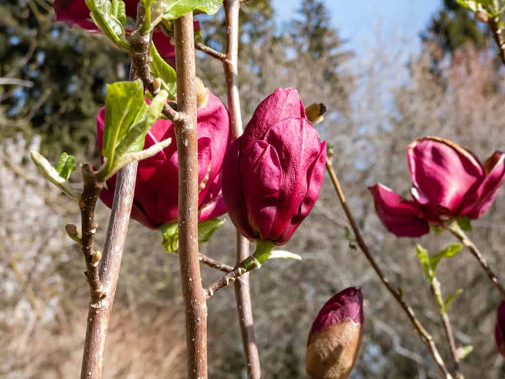 Magnolia 'Genie' con boccioli rosso intenso, quasi nero che si aprono in fiori rosso bordeaux di medie dimensioni, a forma di coppa, simili a loto, che fioriscono in primavera