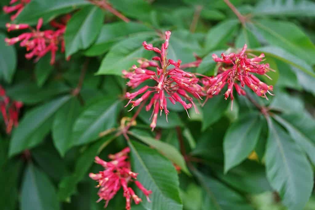 Fiori rossi dell'ippocastano (aesculus pavia) su un albero
