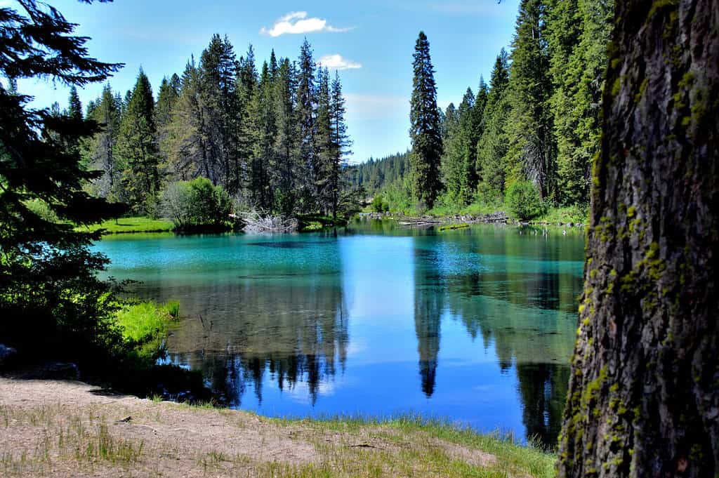 Le acque della sorgente del fiume Wood nascono nel Jackson Kimball State Park, nell'Oregon, e scorrono fino all'Agency Lake.  È ben noto per la pesca alla trota e il kayak.