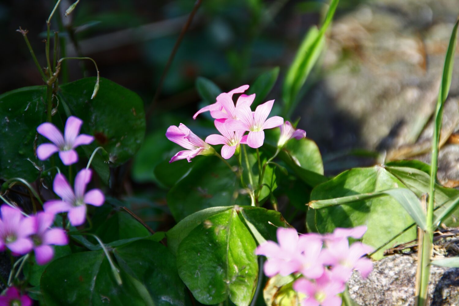 Violetta Acetosella Oxalis in primavera.