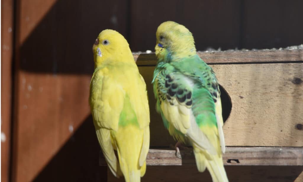 Una coppia di pappagallini fuori dal nido