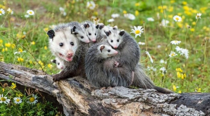 Una madre opossum porta i suoi cinque cuccioli sulla schiena e spaventa un tronco caduto in un campo di margherite Shasta.  La madre e la sua prole sono grigie con i volti bianchi e il muso rosa.