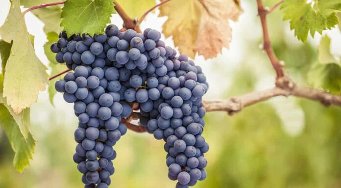 Grappoli di uva da vino Pinot Nero sulla vite