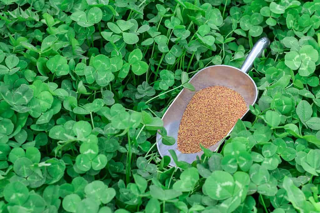 Prato verde rigoglioso di trifoglio con una paletta con semi di trifoglio