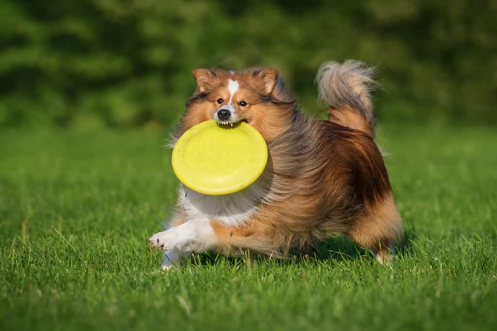 Cane Sheltie che gioca con un disco di frisbee.  Attività del cane.  Razza pastore delle Shetland.