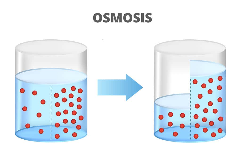 Osmosi, osmosi inversa, membrana solvente e semipermeabile con molecole.