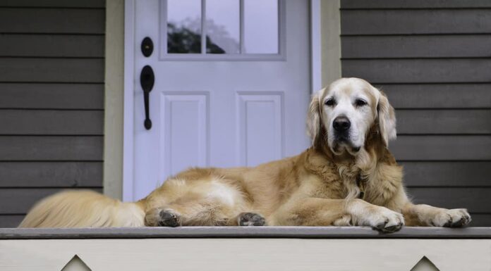 Golden retriever