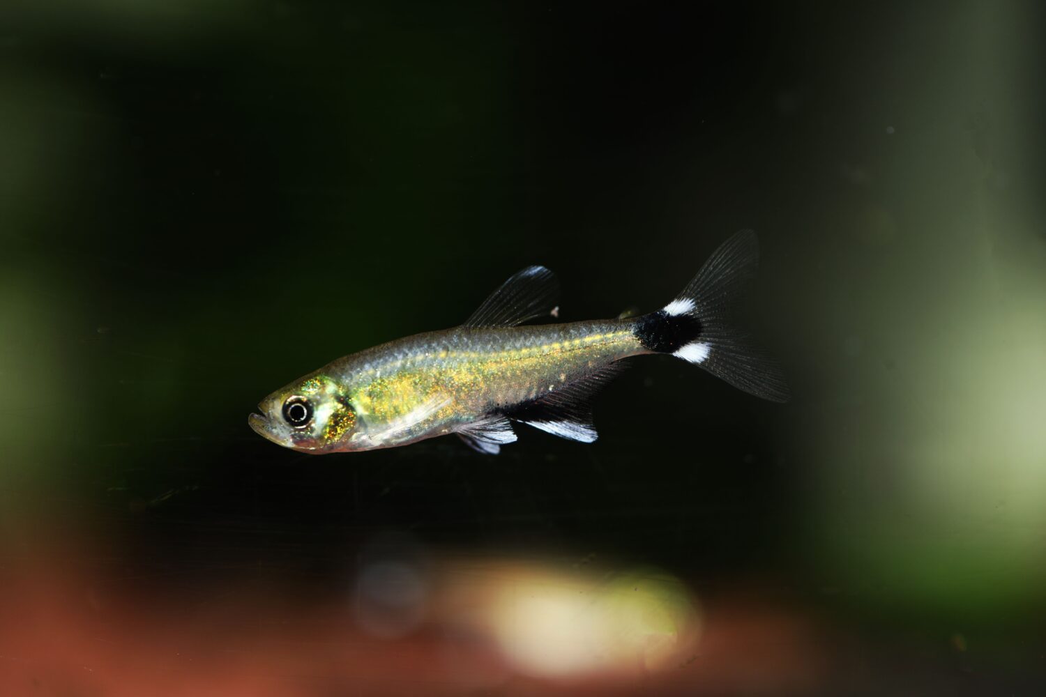 Panda o Alba Tetra (Aphyocharax paraguayensis)