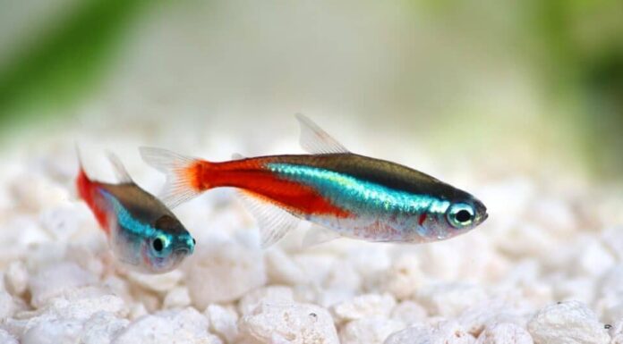 due-neon-tetra-pesci