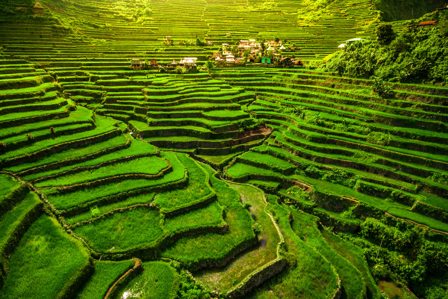 Patrimonio dell'umanità Terrazze di riso Ifugao a Batad, nel nord di Luzon, nelle Filippine.