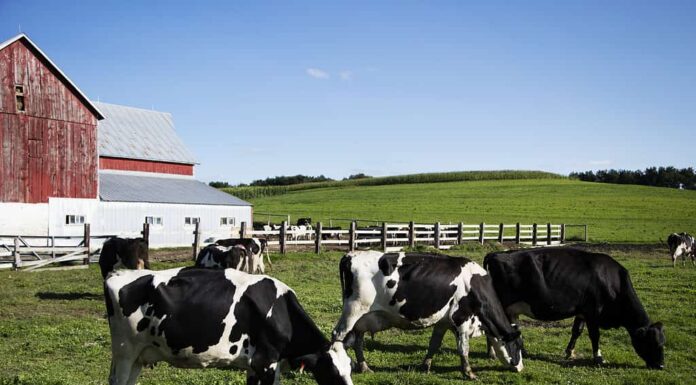 Mucche da latte Holstein nella fattoria della famiglia Dunnum.