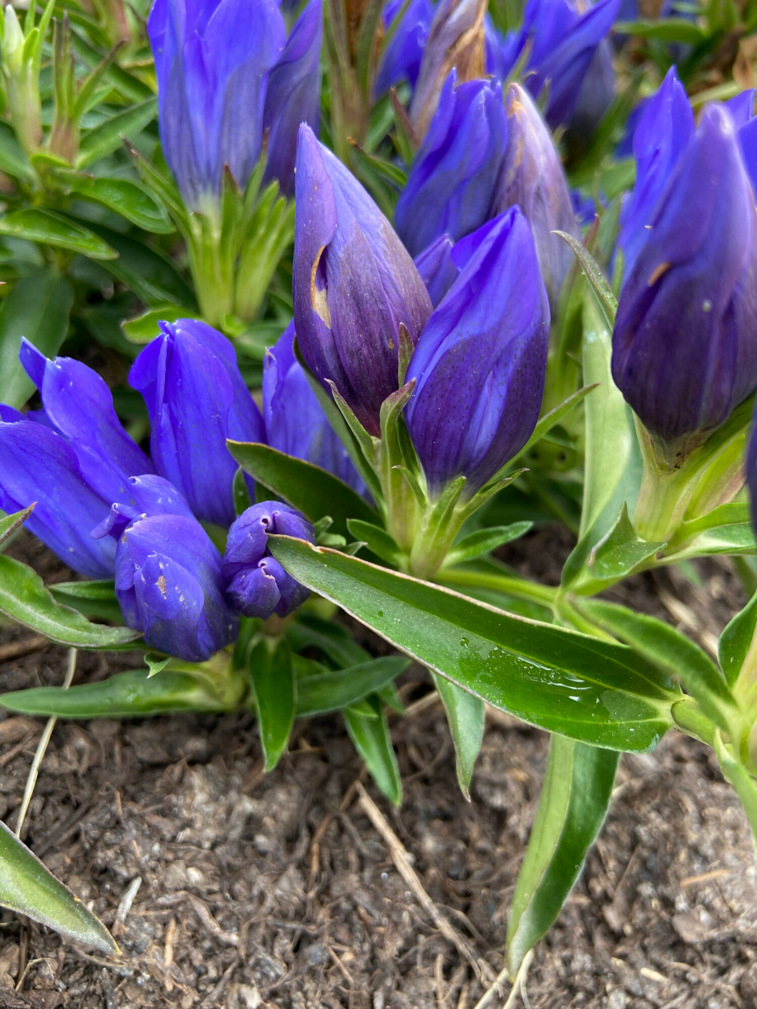 La Gentiana 'True Blue' è una pianta perenne blu che fiorisce in autunno