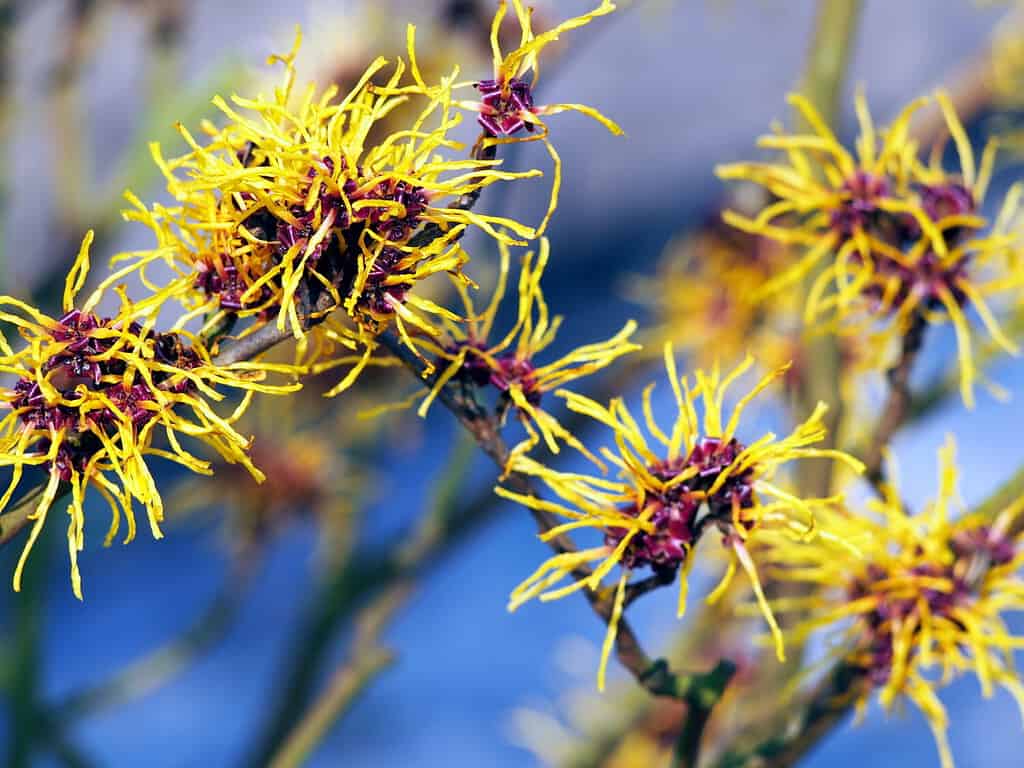 Infiorescenze gialle e bordeaux di Amamelide.  Hamamelis in piena fioritura.