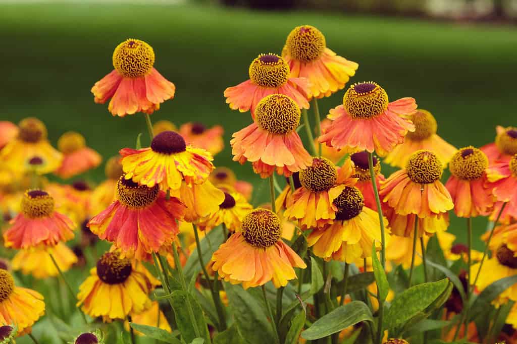 Sneezeweed di helenium arancione 'Sahin's Early Flowerer' in fiore