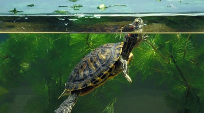 Prezzo del cursore dalle orecchie rosse - Cursore dalle orecchie rosse in acquario