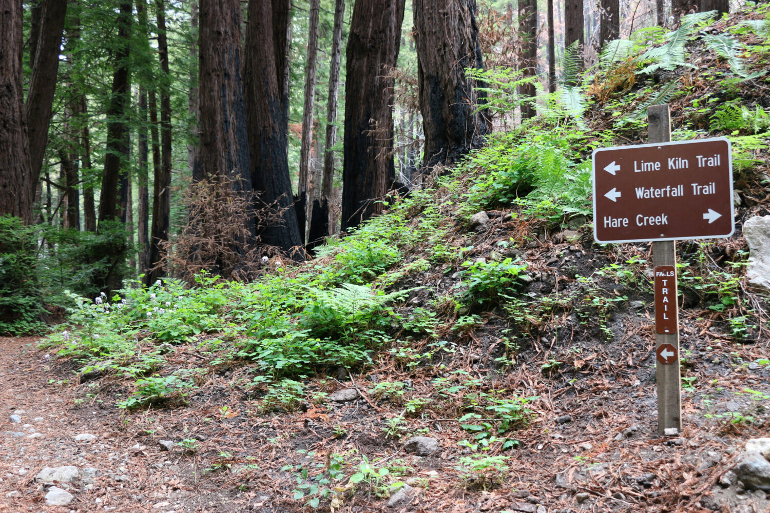 Cartello su un sentiero escursionistico, Limekiln State Park, Big Sur, CA.  I tronchi carbonizzati degli alberi ad alto fusto contrastano con la nuova crescita rigogliosa e verde brillante sul suolo della foresta.