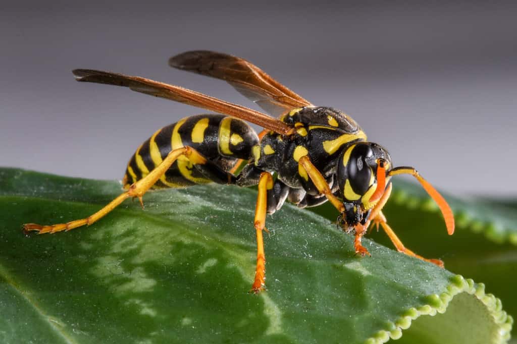 Una vespa gialla orientale su una foglia